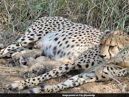 Rs 35,000 A Day For Cheetah Meals? Political Storm Over Kuno Park Spending