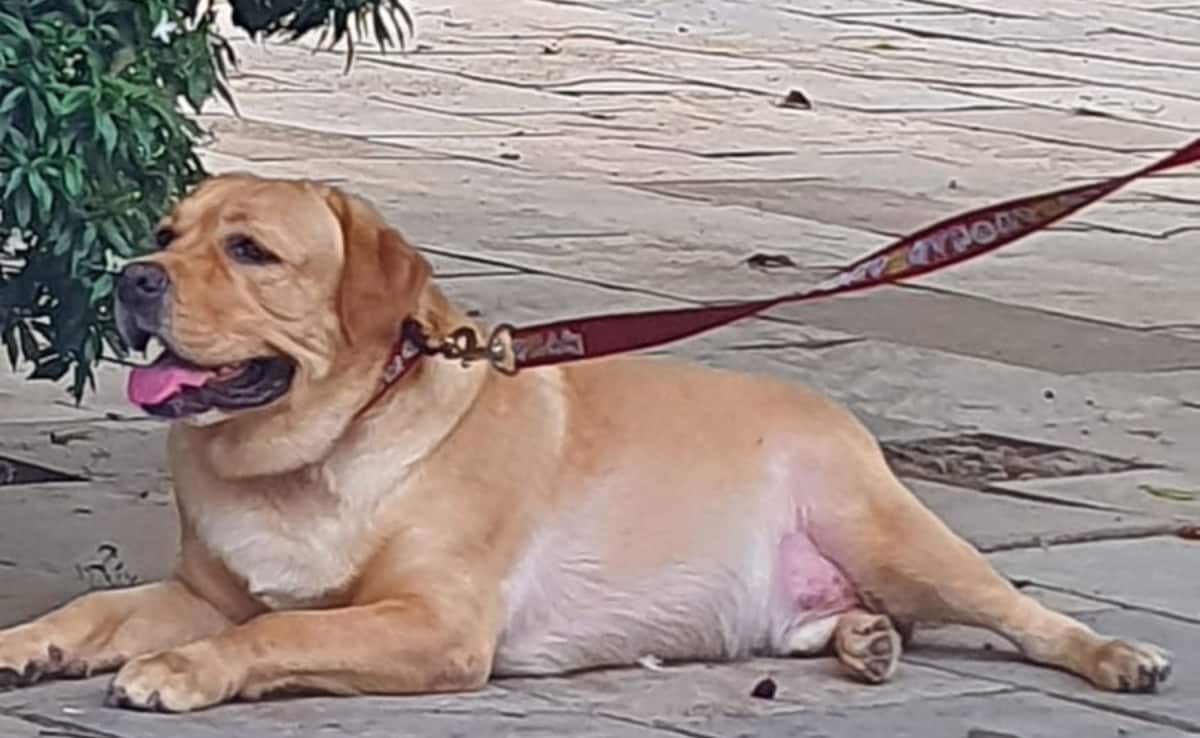 Loki the labrador Loki the labrador