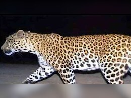 पैंथर ने बछड़े को बनाया शिकार, डंपिंग यार्ड में डेरा; वन विभाग का सर्च ऑपरेशन जारी