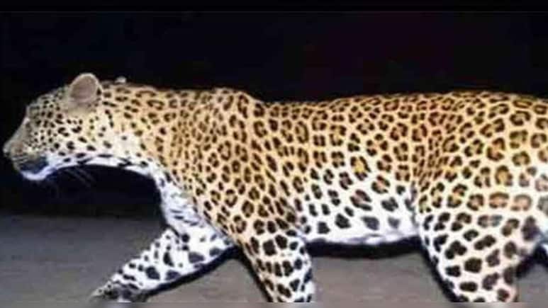 पैंथर ने बछड़े को बनाया शिकार, डंपिंग यार्ड में डेरा; वन विभाग का सर्च ऑपरेशन जारी