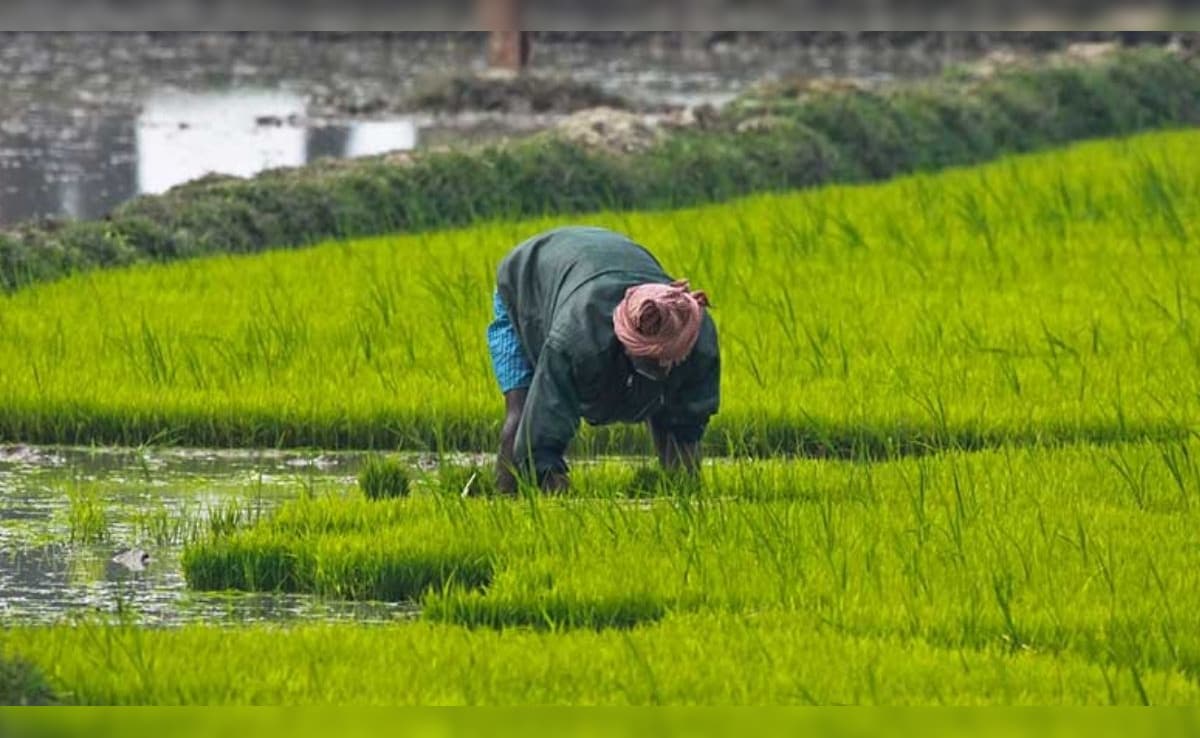 Krishak Bandhu Scheme: खेतिहर मजदूरों को इस योजना के तहत मिलेंगे 4,000 रुपये, बस ये डॉक्यूमेंट्स रखें तैयार, जानिए क्या है कृषक बंधु?