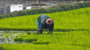 Krishak Bandhu Scheme: खेतिहर मजदूरों को इस योजना के तहत मिलेंगे 4,000 रुपये, बस ये डॉक्यूमेंट्स रखें तैयार, जानिए क्या है कृषक बंधु?