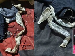 इच्छाधारी नागिन नहीं थी औराया में सांप की केंचुली छोड़कर गायब हुई लड़की, अपनी इच्छा से गई थी