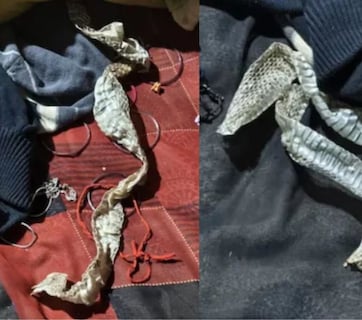 मुलगी नागिन बनून गायब झाल्याची चर्चा, बेडवर सापडली 5 फुटी कात; अखेर 'त्या' VIDEO नं उडवला पोलिसांचाही थरकाप!