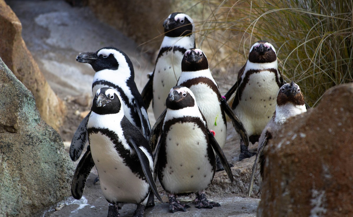 Latest and Breaking News on NDTV