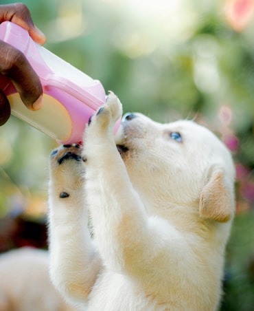 7 Benefits Of Oat Milk For Dogs