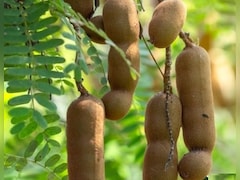 इमली के फायदे: पाचन सुधारने से लेकर वजन कंट्रोल तक, जानें क्यों है ये सुपरफूड