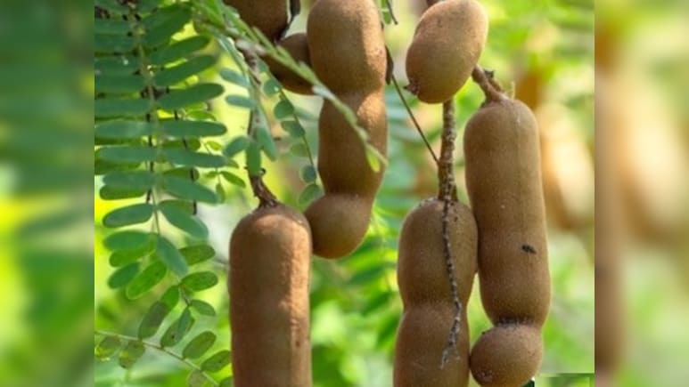 इमली के फायदे: पाचन सुधारने से लेकर वजन कंट्रोल तक, जानें क्यों है ये सुपरफूड