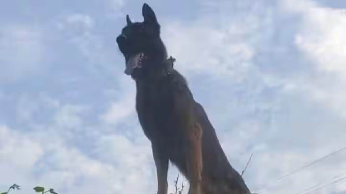 Latest and Breaking News on NDTV