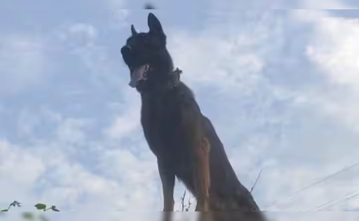 Amid Middle East War, People Abandon Pets As They Leave Dubai