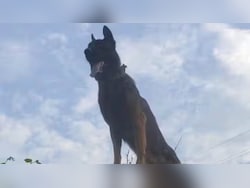 Amid Middle East War, People Abandon Pets As They Leave Dubai