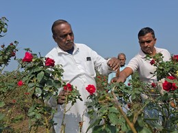 मोहब्बत के महीने में गुलाब ने बदली रूपनारायण की किस्मत, वैलेंटाइन वीक में हुई लाखों की कमाई