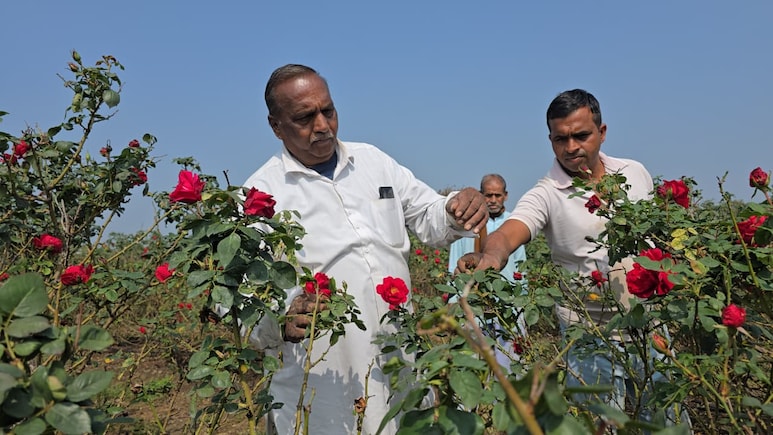 मोहब्बत के महीने में गुलाब ने बदली किसान रूपनारायण की किस्मत, वैलेंटाइन वीक में हुई लाखों की कमाई