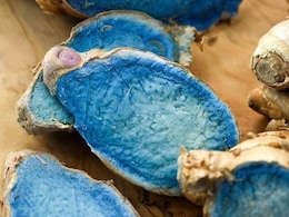 What Is India's Rare Indigo Turmeric, Trending For Its Surprising Health Benefits