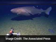 अंटार्कटिका के जमा देने वाले पानी में पहली बार दिखा जिंदा शार्क, इस खोज ने वैज्ञानिकों को भी किया हैरान