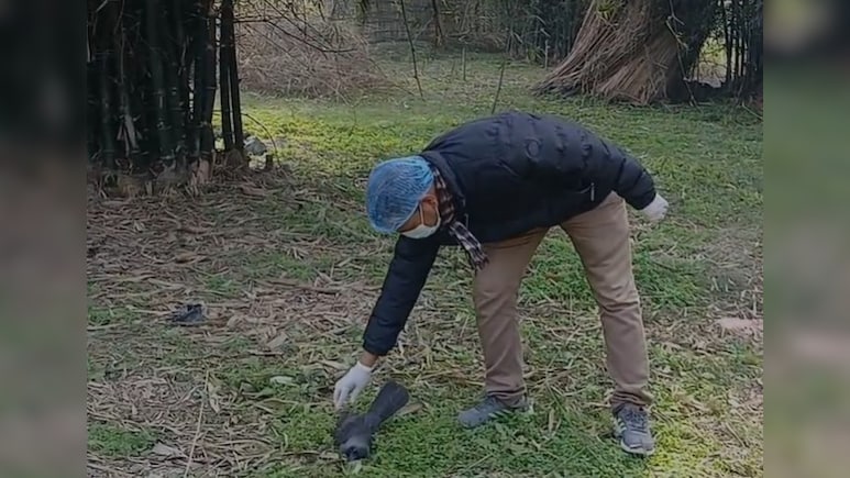 बिहार के कटिहार में बर्ड फ्लू की दस्तक, कौवों की सामूहिक मौत के बाद प्रशासन अलर्ट