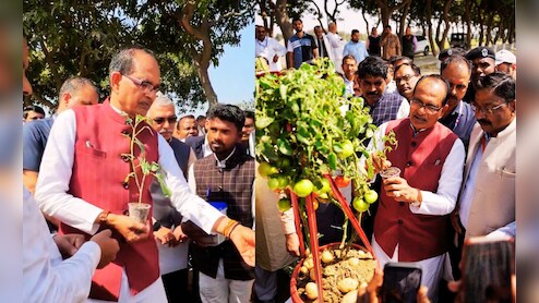 अब एक ही पौधे में मिलेंगे 'टमाटर और आलू' ! शिवराज सिंह चौहान ने वीडियो शेयर कर बताया कैसे?