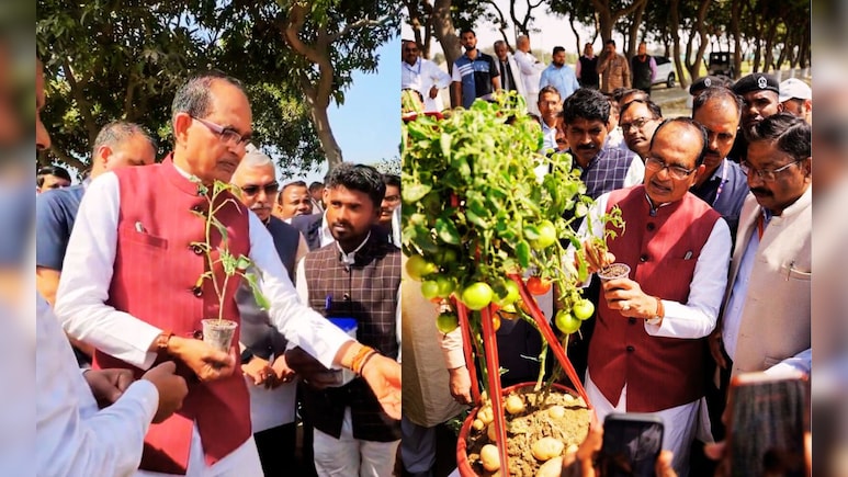 अब एक ही पौधे में मिलेंगे 'टमाटर और आलू' ! शिवराज सिंह चौहान ने वीडियो शेयर कर बताया कैसे?