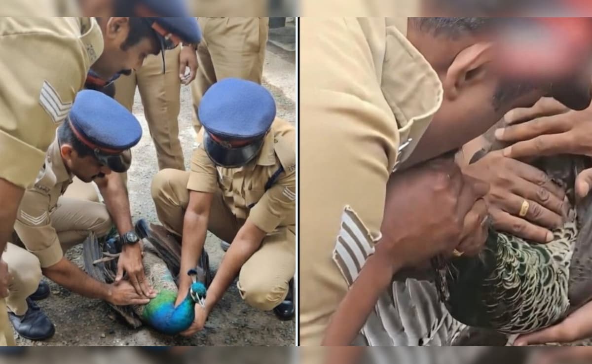 हर जान की अहमियत है...करंट से बेहोश मोर को दिया CPR, केरल रेस्क्यू टीम की मेहनत लाई रंग