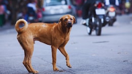 Mumbai News: भयंकर विकृती! गटारातून कुत्र्याचा आवाज.. नागरिक धावले अन् जे पाहिलं; घृणास्पद घटना
