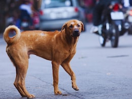 Mumbai News: भयंकर विकृती! गटारातून कुत्र्याचा आवाज.. नागरिक धावले अन् जे पाहिलं; घृणास्पद घटना