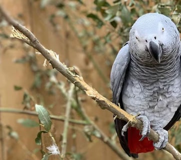 जब Zoo घूमने आए लोगों को गालियां देने लगे थे तोते, हर कोई रह गया था हैरान, जानें अजब-गजब किस्सा