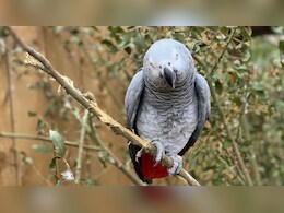 जब Zoo घूमने आए लोगों को गालियां देने लगे थे तोते, हर कोई रह गया था हैरान, जानें अजब-गजब किस्सा