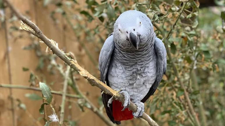 जब Zoo घूमने आए लोगों को गालियां देने लगे थे तोते, हर कोई रह गया था हैरान, जानें अजब-गजब किस्सा