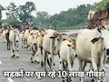 Roadside Stray Cattle: मोहन सरकार का ऐलान, दो साल बाद सड़कों पर नहीं दिखेगा एक भी आवारा पशु