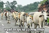 Roadside Stray Cattle: मोहन सरकार का ऐलान, दो साल बाद सड़कों पर नहीं दिखेगा एक भी आवारा पशु
