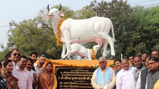 मंत्री मदन दिलावर ने निकाली नई 'नौकरी'! गाय चराओ, 10 हजार पाओ