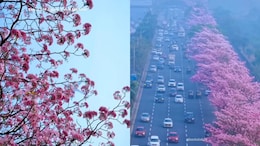 Mumbai Cherry Blossom: जपान नव्हे आपली मुंबई! हायवेवर दिसलं असं दृश्य; सुंदर VIDEO पाहून प्रेमात पडाल