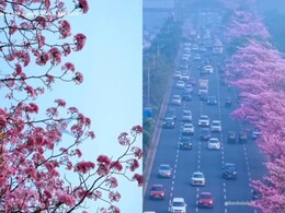 Mumbai Cherry Blossom: जपान नव्हे आपली मुंबई! हायवेवर दिसलं असं दृश्य; सुंदर VIDEO पाहून प्रेमात पडाल