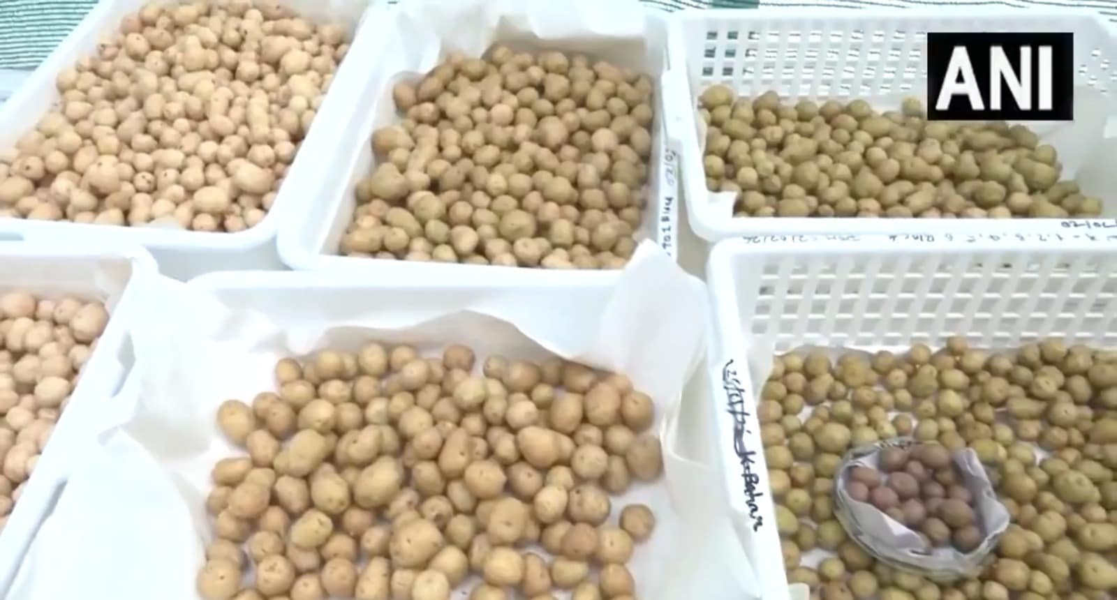 Rosetta Potato Gwalior: नई तकनीक से पैदा होने वाले आलू इस तरह के होते हैं. चिप्स कंपनियों की ये पहली पसंद बन रहे हैं.