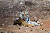 बांधवगढ़ में बाघों की मौत पर हाई कोर्ट सख्त, आखिर क्यों बढ़ रहा है मौत का आंकड़ा?
