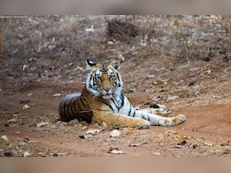 बांधवगढ़ में बाघों की मौत पर हाई कोर्ट सख्त, आखिर क्यों बढ़ रहा है मौत का आंकड़ा?