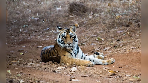 बांधवगढ़ में बाघों की मौत पर हाई कोर्ट सख्त, आखिर क्यों बढ़ रहा है मौत का आंकड़ा?