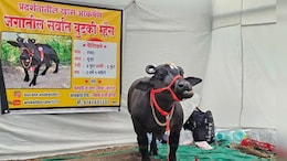 Beed News: उंची लहान पण कीर्ती महान!जगातील सर्वात बुटक्या म्हशीची परळीत चर्चा, किंमत ऐकून व्हाल थक्क