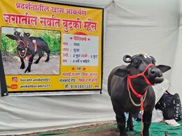 Beed News: उंची लहान पण कीर्ती महान!जगातील सर्वात बुटक्या म्हशीची परळीत चर्चा, किंमत ऐकून व्हाल थक्क