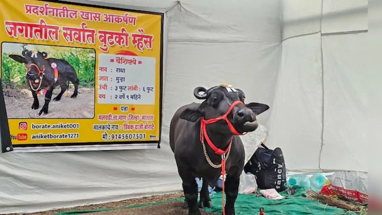 Beed News: उंची लहान पण कीर्ती महान!जगातील सर्वात बुटक्या म्हशीची परळीत चर्चा, किंमत ऐकून व्हाल थक्क