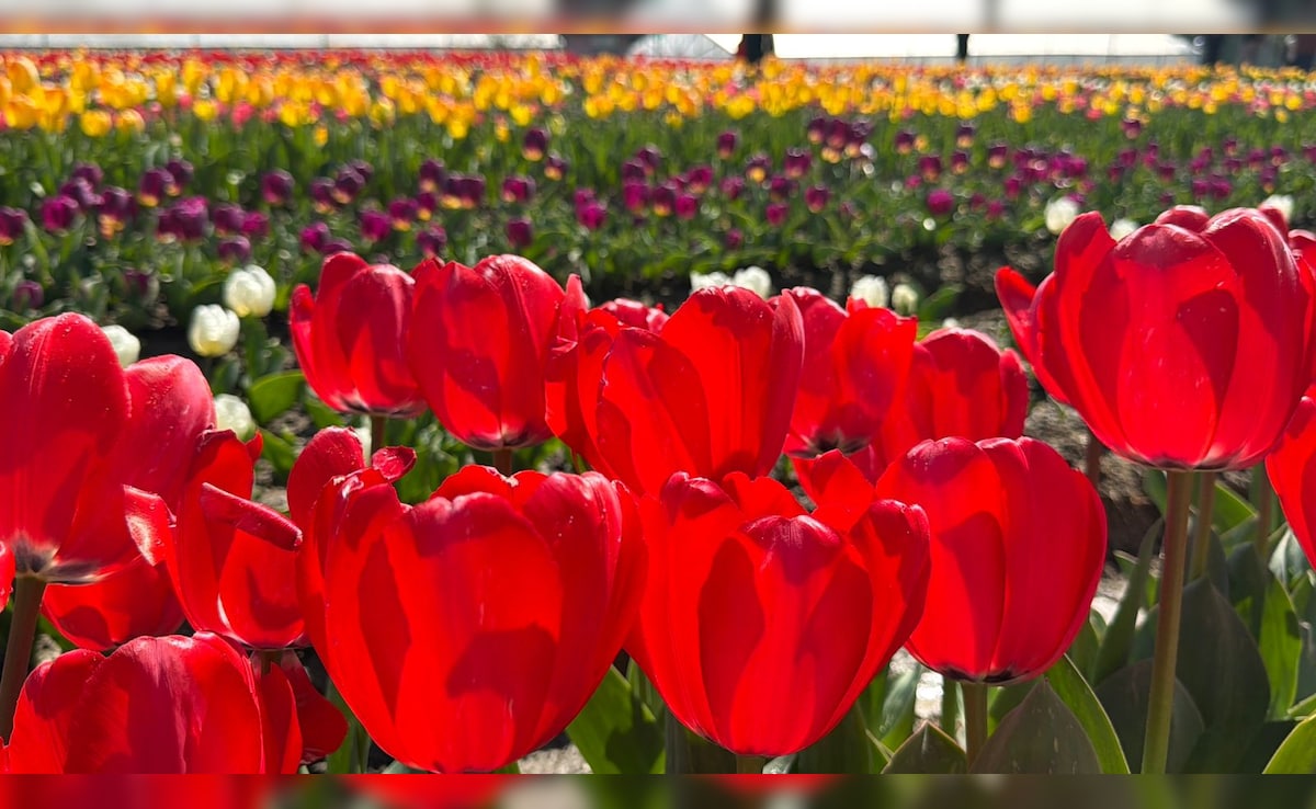 Latest and Breaking News on NDTV