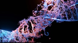 Lack Of Protein May Trigger DNA Damage And Reduce Lifespans In Females, Finds Study