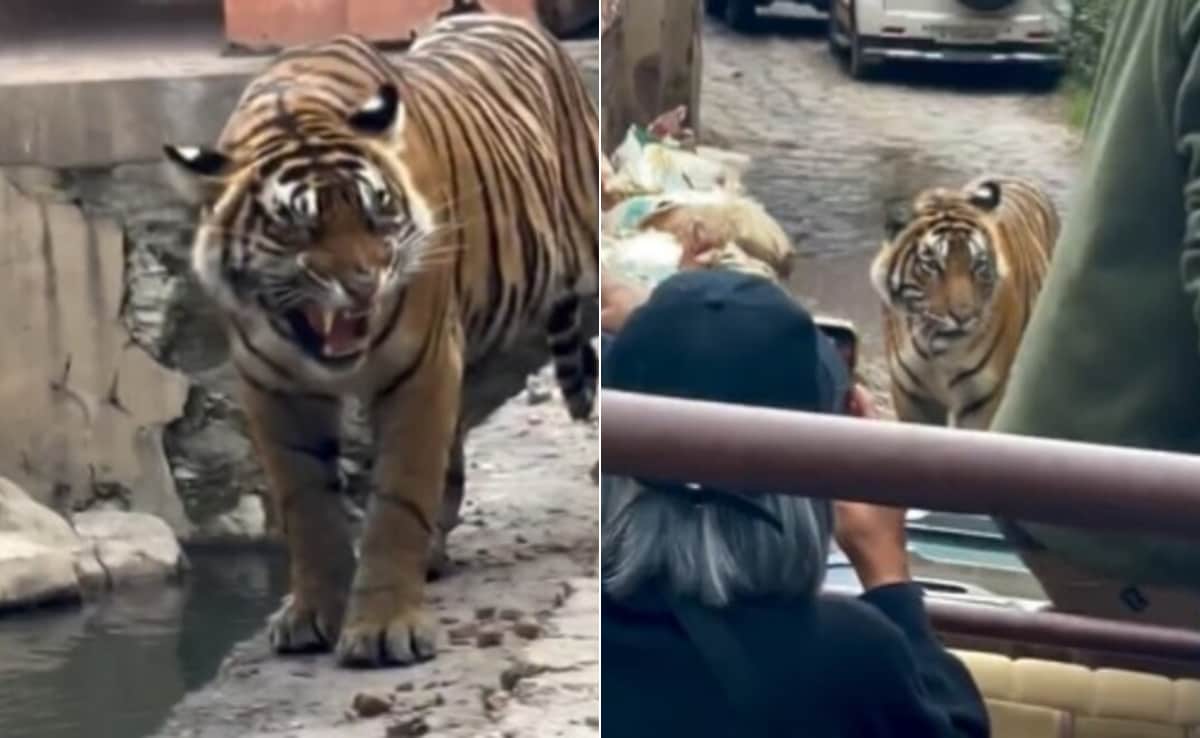 फोटो के चक्कर में खतरे में टाइगर! रणथंभौर में बाघ को घेरकर खड़ी हो गईं गाड़ियां, सामने आया चौंकाने वाला Video