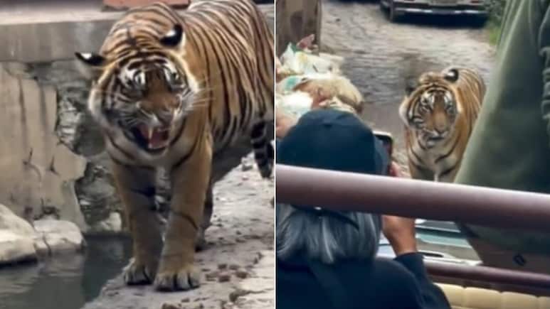 फोटो के चक्कर में खतरे में टाइगर! रणथंभौर में बाघ को घेरकर खड़ी हो गईं गाड़ियां, सामने आया चौंकाने वाला Video