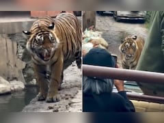 फोटो के चक्कर में खतरे में टाइगर! रणथंभौर में बाघ को घेरकर खड़ी हो गईं गाड़ियां, सामने आया चौंकाने वाला Video