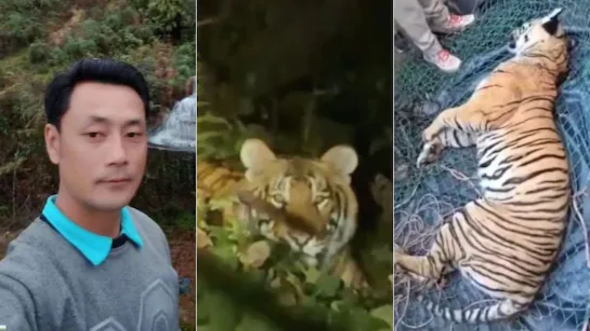 चलती बाइक से सिपाही को उठा ले गई थी बाघिन, दो दिन बाद मृत मिली