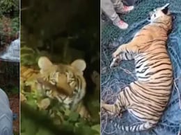 चलती बाइक से सिपाही को उठा ले गई थी बाघिन, दो दिन बाद मृत मिली