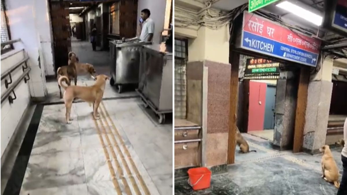 Getting Rabies Shot In Delhi's GTB Hospital? Strays Will Give You Company
