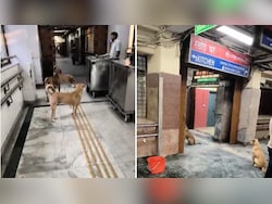 Getting Rabies Shot In Delhi's GTB Hospital? Strays Will Give You Company