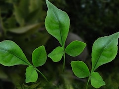 10 Powerful Health Benefits Of Bel Leaves You Need to Know